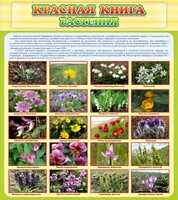 Стенд "Красная книга - растения" - fgospostavki.ru - Сочи