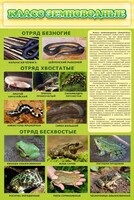 Стенд "Класс земноводные" - fgospostavki.ru - Сочи