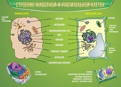 Стенд "Строение животной и растительной клеток" - fgospostavki.ru - Сочи