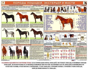 Комплект плакатов "Служебное коневодство" - fgospostavki.ru - Сочи