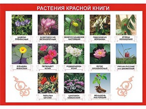Таблица демонстрационная "Растения Красной книги" (винил 70*100) - fgospostavki.ru - Сочи