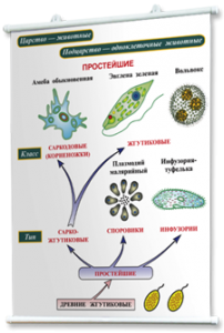 Плакаты по биологии для оформления кабинета. - fgospostavki.ru - Сочи