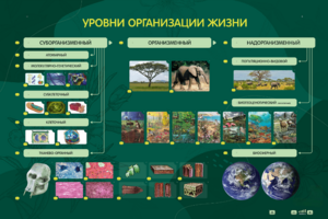 Электрифицированный стенд "Уровни организации жизни" - fgospostavki.ru - Сочи