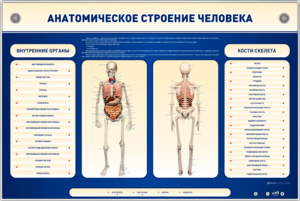 Электрифицированный стенд-тренажер c макетом скелета "Анатомическое строение человека" - fgospostavki.ru - Сочи
