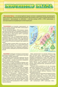 Стенд "Биосинтез белка" - fgospostavki.ru - Сочи