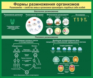 Стенд "Формы размножения организмов" - fgospostavki.ru - Сочи