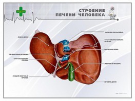 Стенд "Строение печени человека" - fgospostavki.ru - Сочи