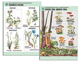 Комплект таблиц "Окружающий мир. Грибы. Растительный мир" (12 таблиц, А1, ламинированные) - fgospostavki.ru - Сочи