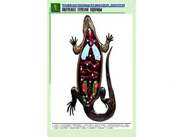 Рельефная таблица "Внутреннее строение ящерицы" (формат А1, матовое ламинирование) - fgospostavki.ru - Сочи