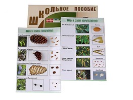 Коллекция "Шишки, плоды, семена деревьев и кустарников" - fgospostavki.ru - Сочи