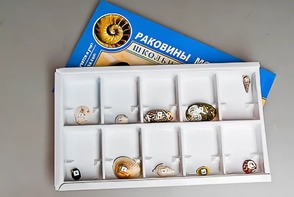 Коллекция "Раковины моллюсков" - fgospostavki.ru - Сочи