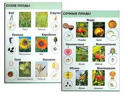 Коллекция "Семена и плоды" - fgospostavki.ru - Сочи