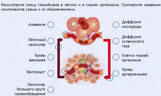 Интерактивные курсы. Биология 9 класс. Расширенный. - fgospostavki.ru - Сочи