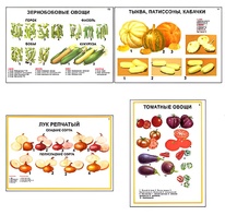Плакаты ПРОФТЕХ "Ассортимент овощных культур" (12 пл, винил, 70х100) - fgospostavki.ru - Сочи
