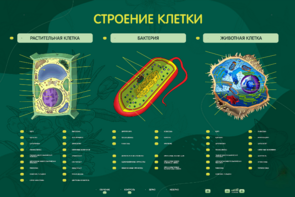 Электрифицированный стенд "Строение клетки" с маркерными полями - fgospostavki.ru - Сочи