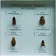 Коллекция энтомологическая "Представители отряда насекомых" - fgospostavki.ru - Сочи