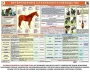 Комплект плакатов "Служебное коневодство" - fgospostavki.ru - Сочи