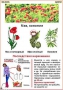 Комплект кодотранспарантов "Ядовитые растения" - fgospostavki.ru - Сочи